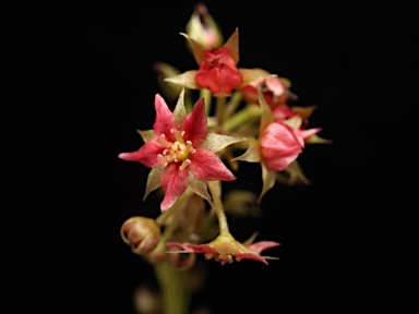 APII jpeg image of Drosera adelae  © contact APII