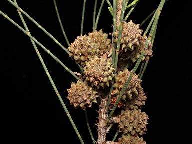 APII jpeg image of Casuarina cunninghamiana  © contact APII