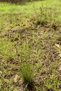 APII jpeg image of Fimbristylis dichotoma  © contact APII