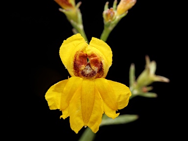 APII jpeg image of Goodenia paniculata  © contact APII