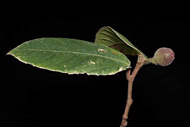 APII jpeg image of Ficus coronata  © contact APII