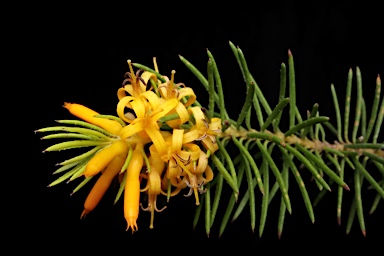 APII jpeg image of Persoonia acerosa  © contact APII