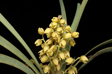 APII jpeg image of Lomandra filiformis subsp. coriacea  © contact APII