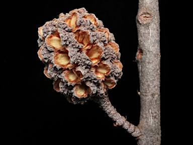 APII jpeg image of Allocasuarina torulosa  © contact APII