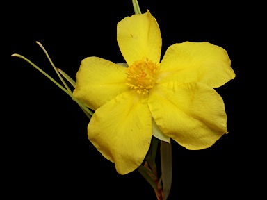 APII jpeg image of Hibbertia glaberrima  © contact APII