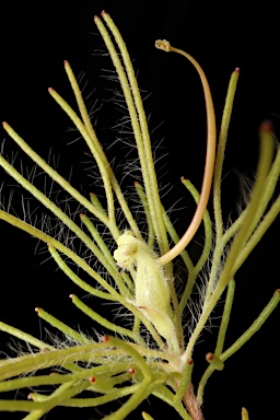 APII jpeg image of Adenanthos apiculatus  © contact APII