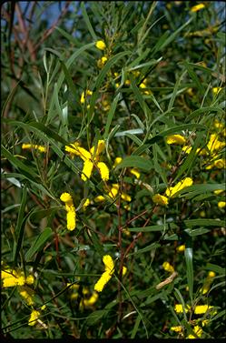 APII jpeg image of Acacia doratoxylon  © contact APII