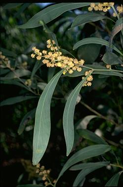 APII jpeg image of Acacia falcata  © contact APII