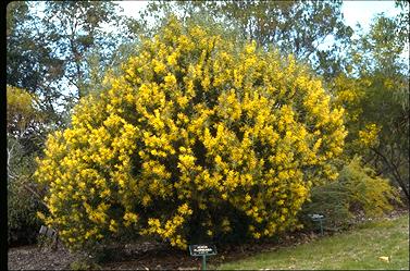 APII jpeg image of Acacia floribunda  © contact APII