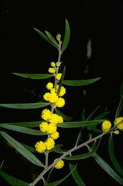 APII jpeg image of Acacia lanigera var. lanigera  © contact APII