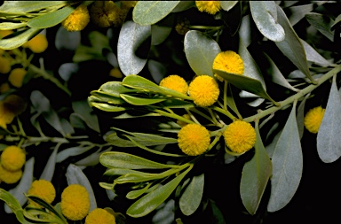 APII jpeg image of Acacia argyrophylla  © contact APII