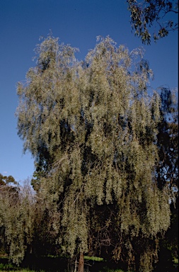 APII jpeg image of Acacia pendula  © contact APII