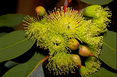 APII jpeg image of Eucalyptus grossa  © contact APII