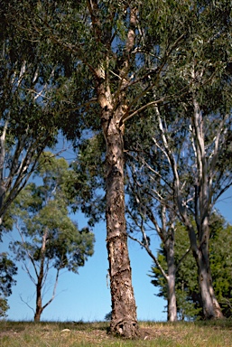 APII jpeg image of Eucalyptus melliodora  © contact APII