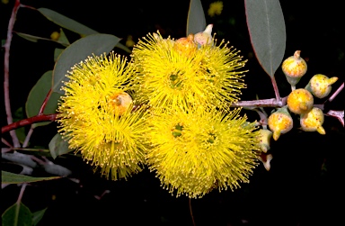 APII jpeg image of Eucalyptus woodwardii  © contact APII