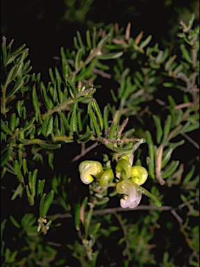 APII jpeg image of Grevillea alpina  © contact APII