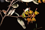 Grevillea floribunda - click for larger image