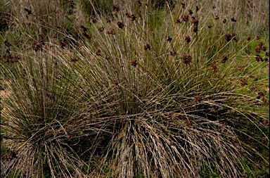 APII jpeg image of Isolepis nodosus  © contact APII