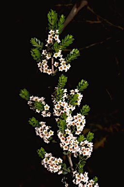 APII jpeg image of Thryptomene calycina  © contact APII