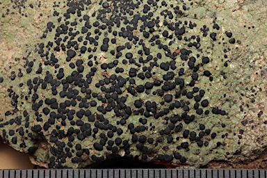 APII jpeg image of Diploschistes  © contact APII