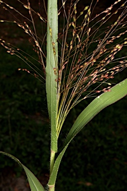 APII jpeg image of Panicum hillmanii  © contact APII