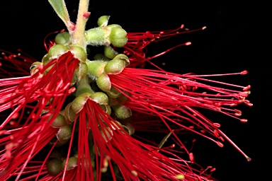 APII jpeg image of Callistemon comboynensis  © contact APII