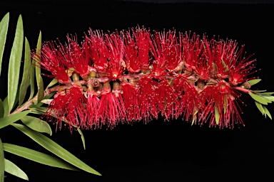 APII jpeg image of Callistemon 'Rose Opal'  © contact APII