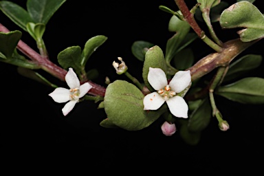 APII jpeg image of Zieria eungellaensis  © contact APII