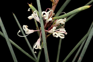 APII jpeg image of Hakea cycloptera  © contact APII