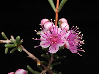 APII jpeg image of Hypocalymma asperum  © contact APII