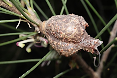 APII jpeg image of Hakea verrucosa  © contact APII