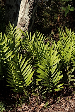 APII jpeg image of Zealandia pustulata subsp. pustulata  © contact APII