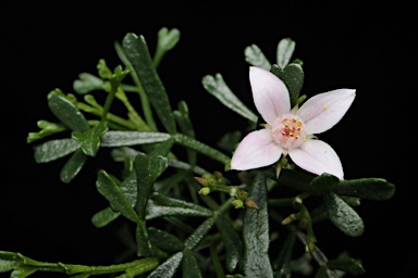 APII jpeg image of Boronia anemonifolia subsp. variabilis  © contact APII