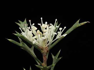 APII jpeg image of Hakea varia  © contact APII