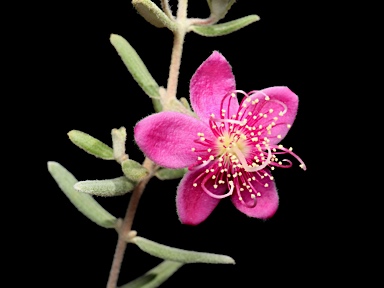 APII jpeg image of Lithomyrtus densifolia  © contact APII