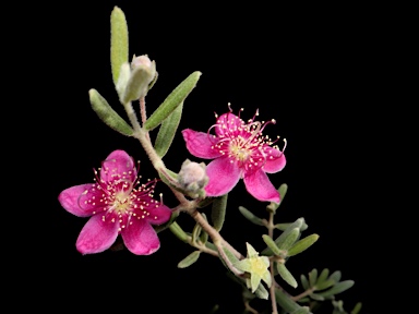 APII jpeg image of Lithomyrtus densifolia  © contact APII