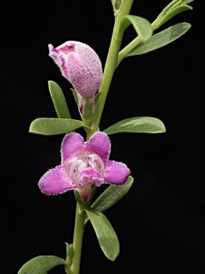 APII jpeg image of Eremophila divaricata subsp. divaricata  © contact APII