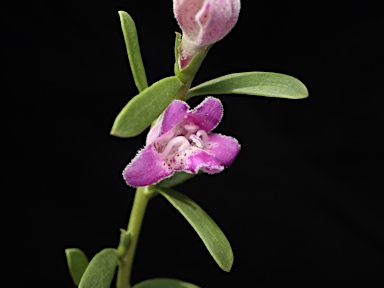 APII jpeg image of Eremophila divaricata subsp. divaricata  © contact APII