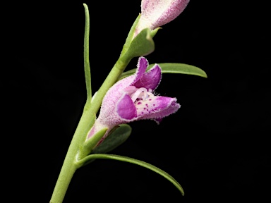 APII jpeg image of Eremophila divaricata subsp. divaricata  © contact APII