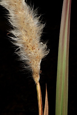 APII jpeg image of Imperata cylindrica  © contact APII