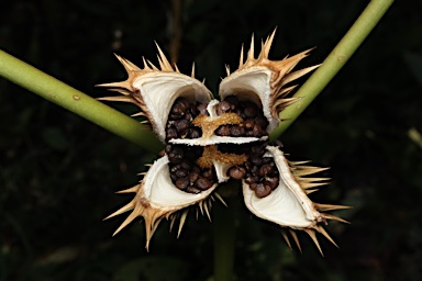 APII jpeg image of Datura stramonium  © contact APII