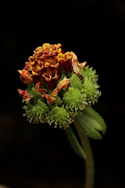 APII jpeg image of Sigesbeckia australiensis  © contact APII