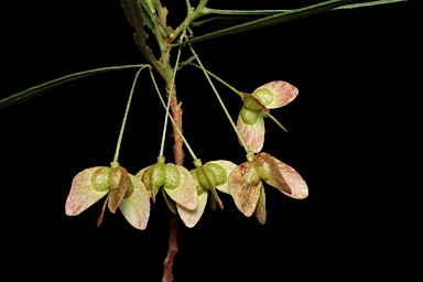 APII jpeg image of Dodonaea stenophylla  © contact APII