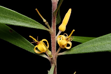 APII jpeg image of Persoonia levis x linearis  © contact APII