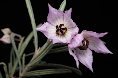 APII jpeg image of Guichenotia ledifolia  © contact APII