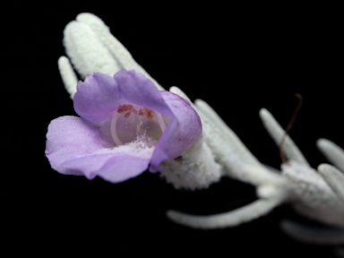 APII jpeg image of Eremophila nivea 'Gubburra Bells'  © contact APII