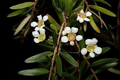 APII jpeg image of Babingtonia pluriflora 'White Cascade'  © contact APII