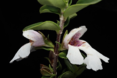 APII jpeg image of Prostanthera gilesii  © contact APII