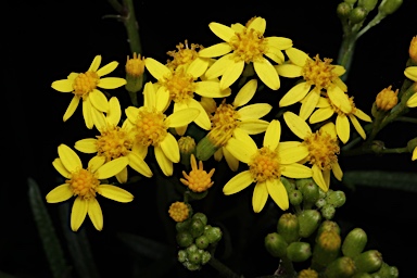 APII jpeg image of Senecio linearifolius var. arachnoideus  © contact APII