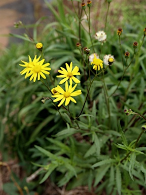 APII jpeg image of Senecio madagascariensis  © contact APII